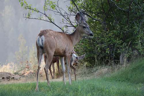 wildlife brown deer antelope