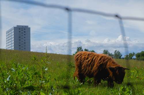 cow brown dog cattle