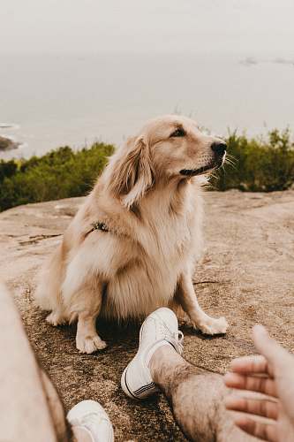 dog brown dog sitting on ground pet