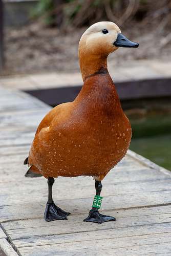 bird brown duck beside lake duck