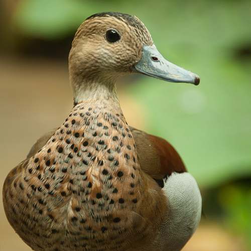 bird brown duck duck