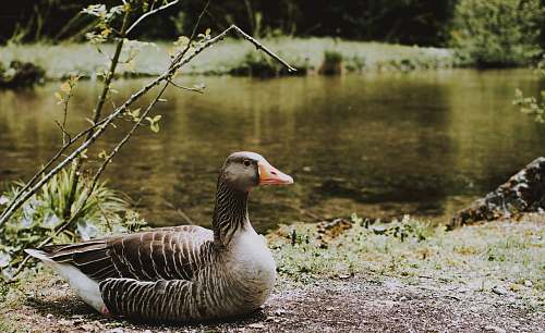 bird brown duck near body of water goose