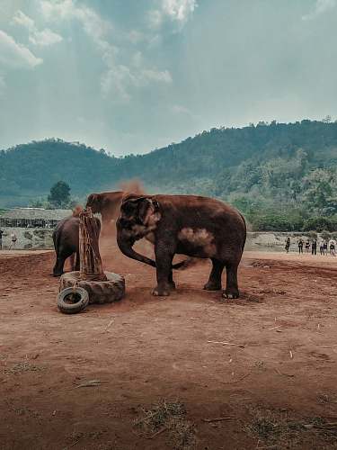 elephant brown elephant wildlife