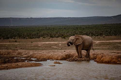 mammal brown elephant near body of water elephant