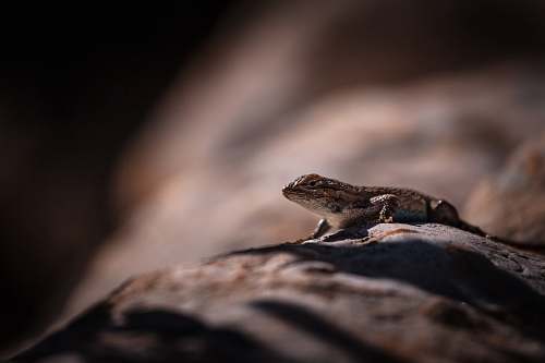 lizard brown frog on wood reptile