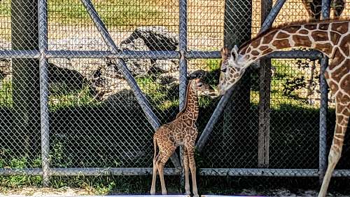 zoo brown giraffe with calf beside fence wildlife