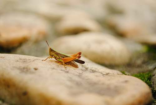 insect brown grasshopper selective focus photography grasshopper