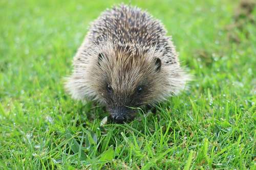 mammal brown hedge hog hedgehog