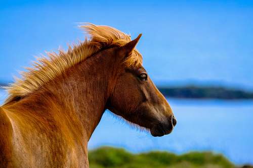 horse brown horse close-up photography mammal