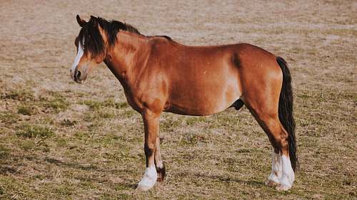 mammal brown horse during daytime horse