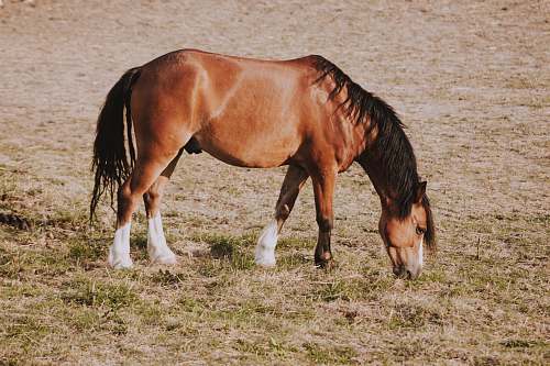 horse brown horse eating grass during daytime mammal
