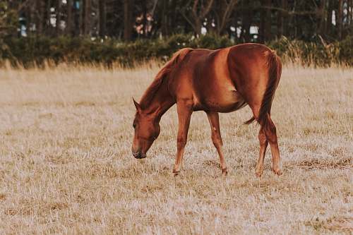 mammal brown horse in pasture horse