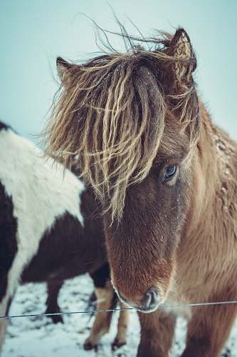 mammal brown horse colt horse