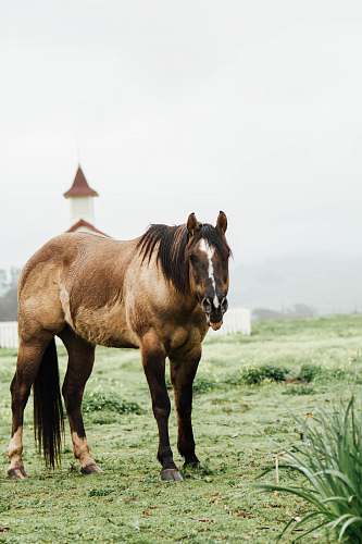 mammal brown horse on grass field during daytime horse