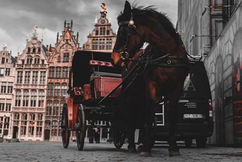 horse brown horse pulling carriage during daytime carriage