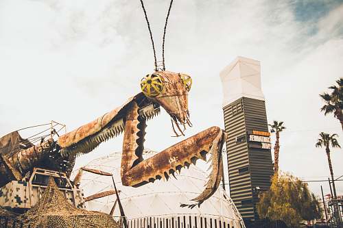 reptile brown insect monster photography dinosaur