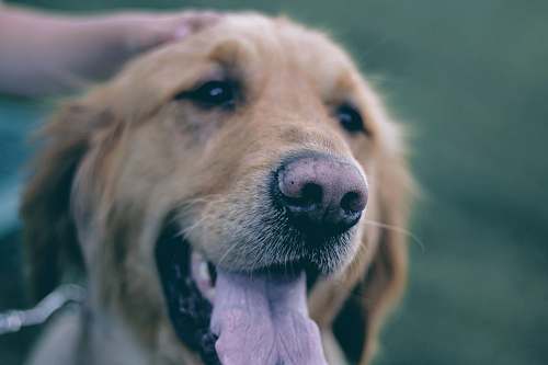 canine brown Labrador Retriever puppy dog