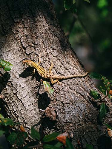 lizard brown lizard climbing on tree reptile