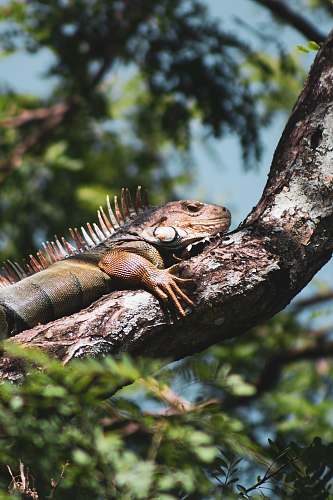 iguana brown lizard lizard