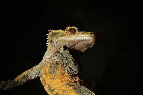 reptile brown lizard lizard