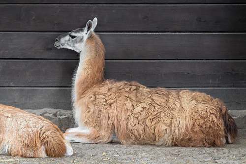 mammal brown llamma next to brown wooden wall alpaca