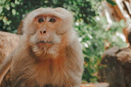 wildlife brown monkey near tree monkey