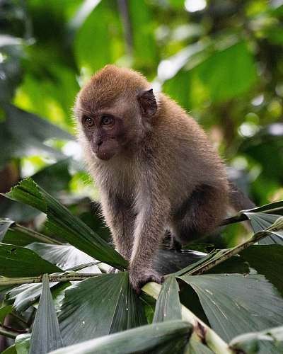 mammal brown monkey on plant monkey