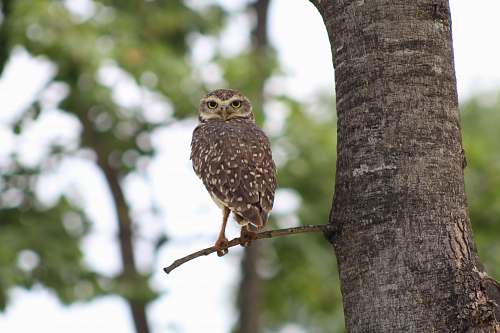 bird brown owl on tree accipiter