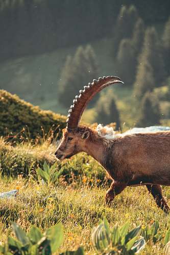 mammal brown ram during daytime antelope
