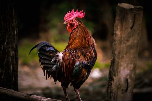 bird brown, red, teal, and black rooster on brown wooden surface chicken