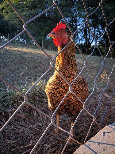 bird brown rooster chicken