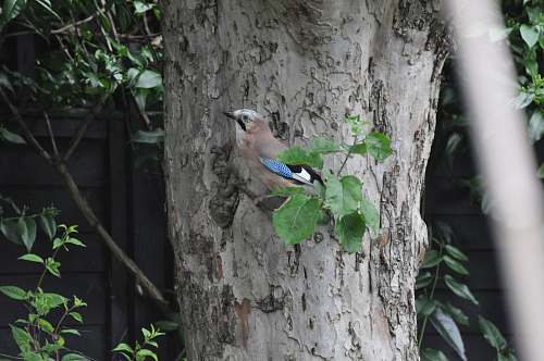bird brown short-beaked bird jay