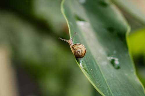 insect brown snail on leaf invertebrate