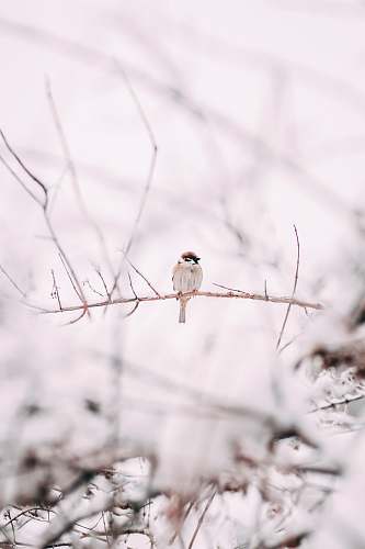 bird brown sparrow on tree branch sparrow