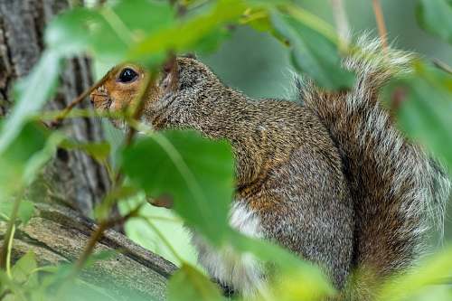 mammal brown squirrel on tree rodent