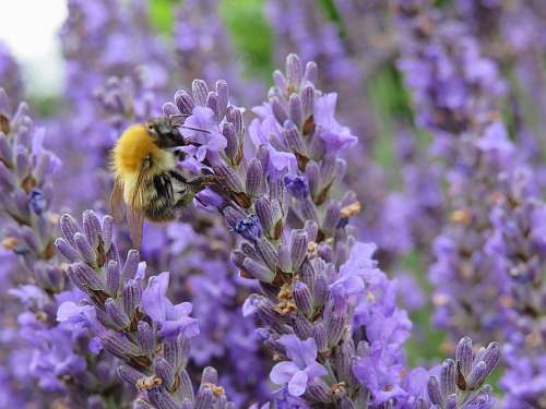 bee bumble bee perching on purple flowers honey bee