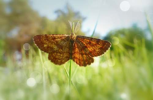 insect butterfly on grass invertebrate