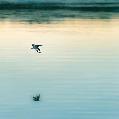 bird calm ocean flying