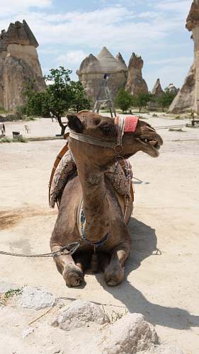 mammal camel lying on concrete floor while looking sideways camel