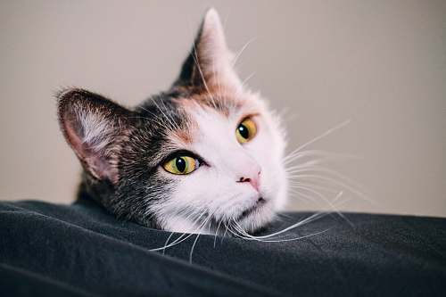 cat cat in bed pet