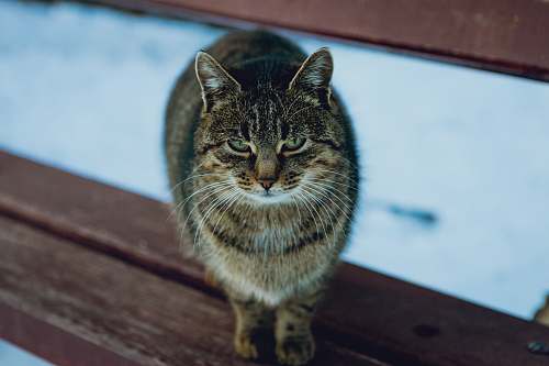 mammal cat on a brown bench cat