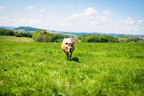 cow cattle on grass during daytile nature