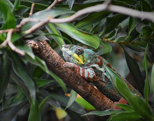 iguana chameleon perching on tree branch lizard