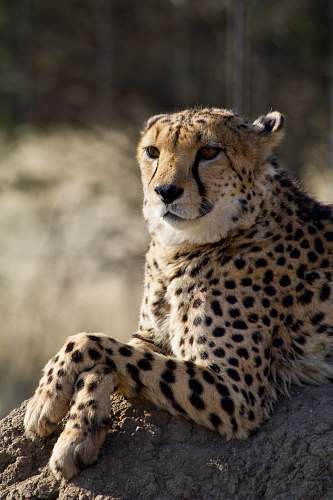 mammal cheetah on gray rocks cheetah