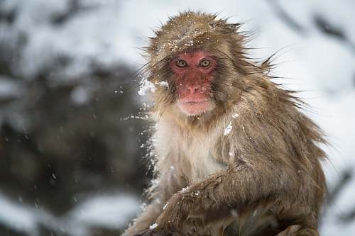 wildlife close photo of brown primate monkey