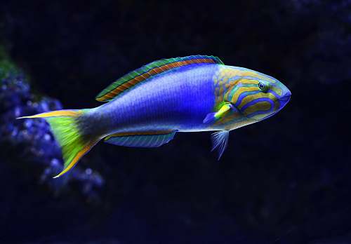 fish close-up photo of blue and green fish cairns aquarium