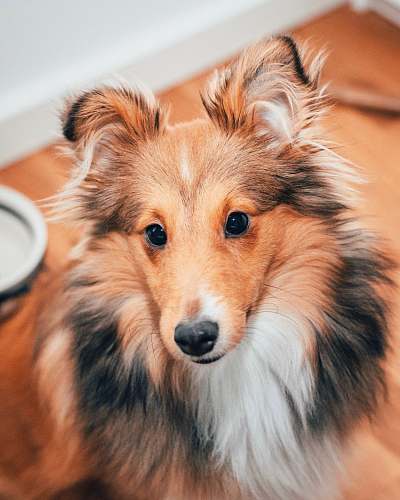 dog close up photography black and tan Rough collie dog pet