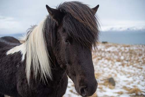 horse close-up photography of black and white horse during daytime mammal