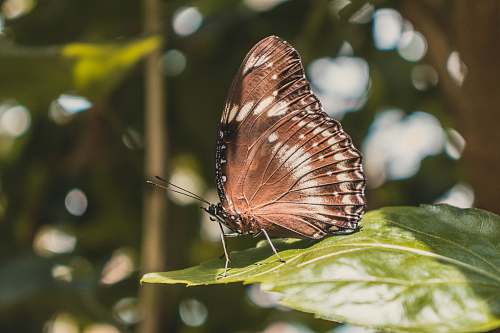 insect close-up photography of brown butterfly invertebrate
