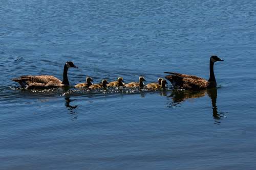 bird close-up photography of canada goose swimming on water waterfowl